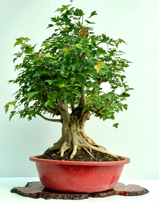 Mature Trident Maple Bonsai | Large Development Tree – 85 cm