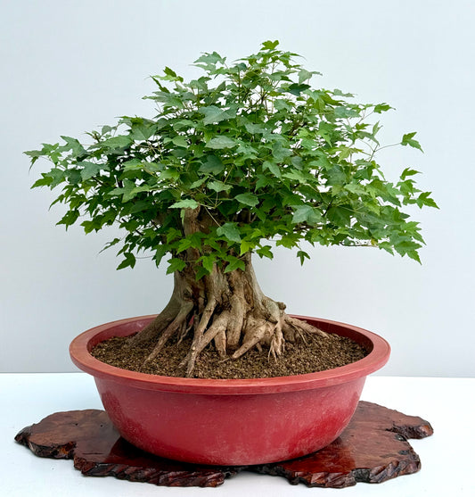 Mature Trident Maple Bonsai | Large Development Tree – 65 cm
