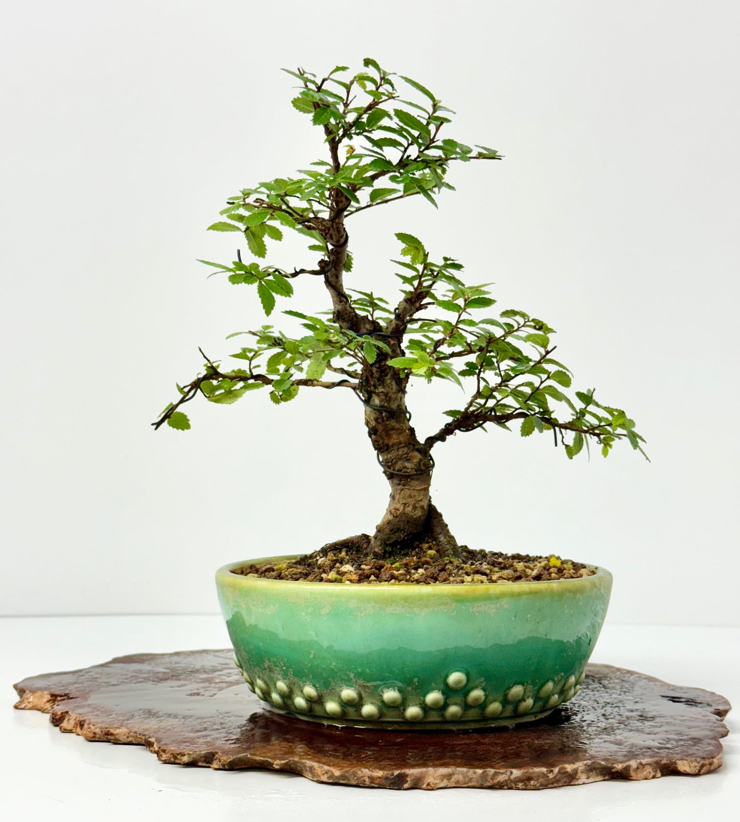 Cork bark Chinese Elm