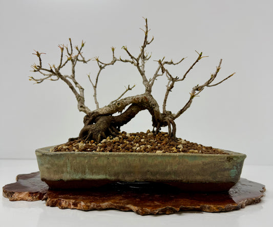 Field Maple Bonsai Tree – Mature Raft Style Acer Campestre