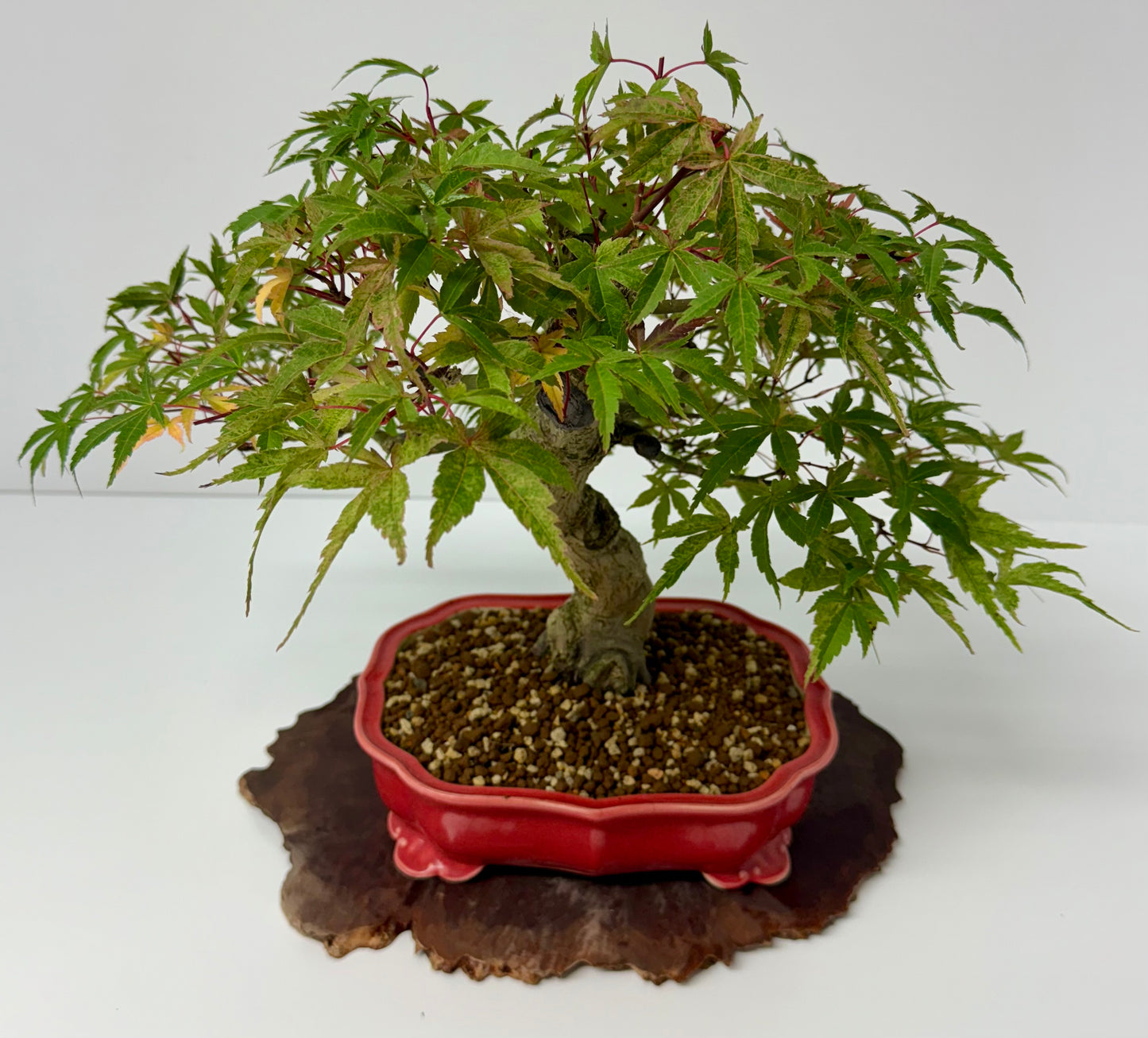 Seigen maple