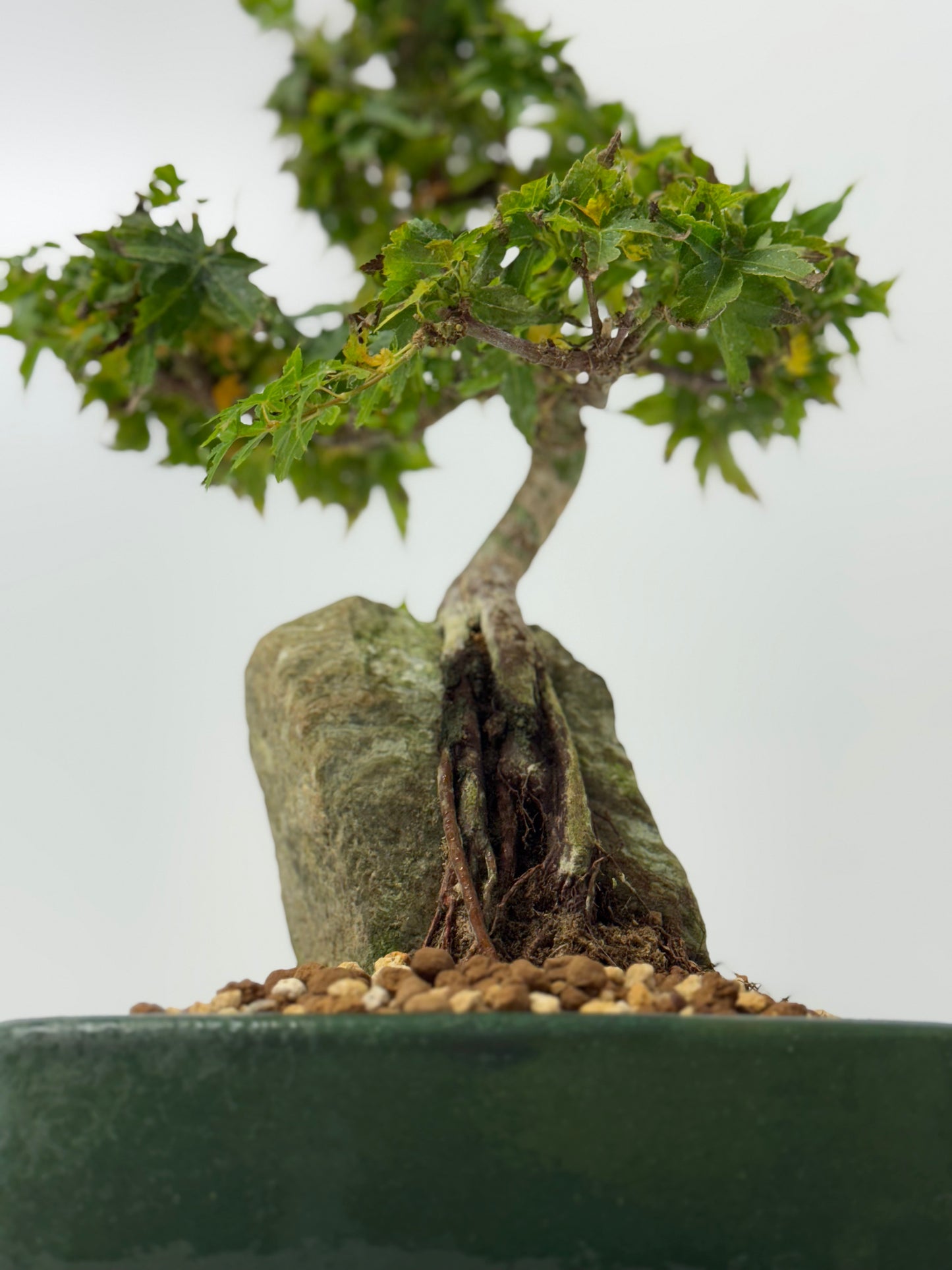 Kotohime Maple on rock