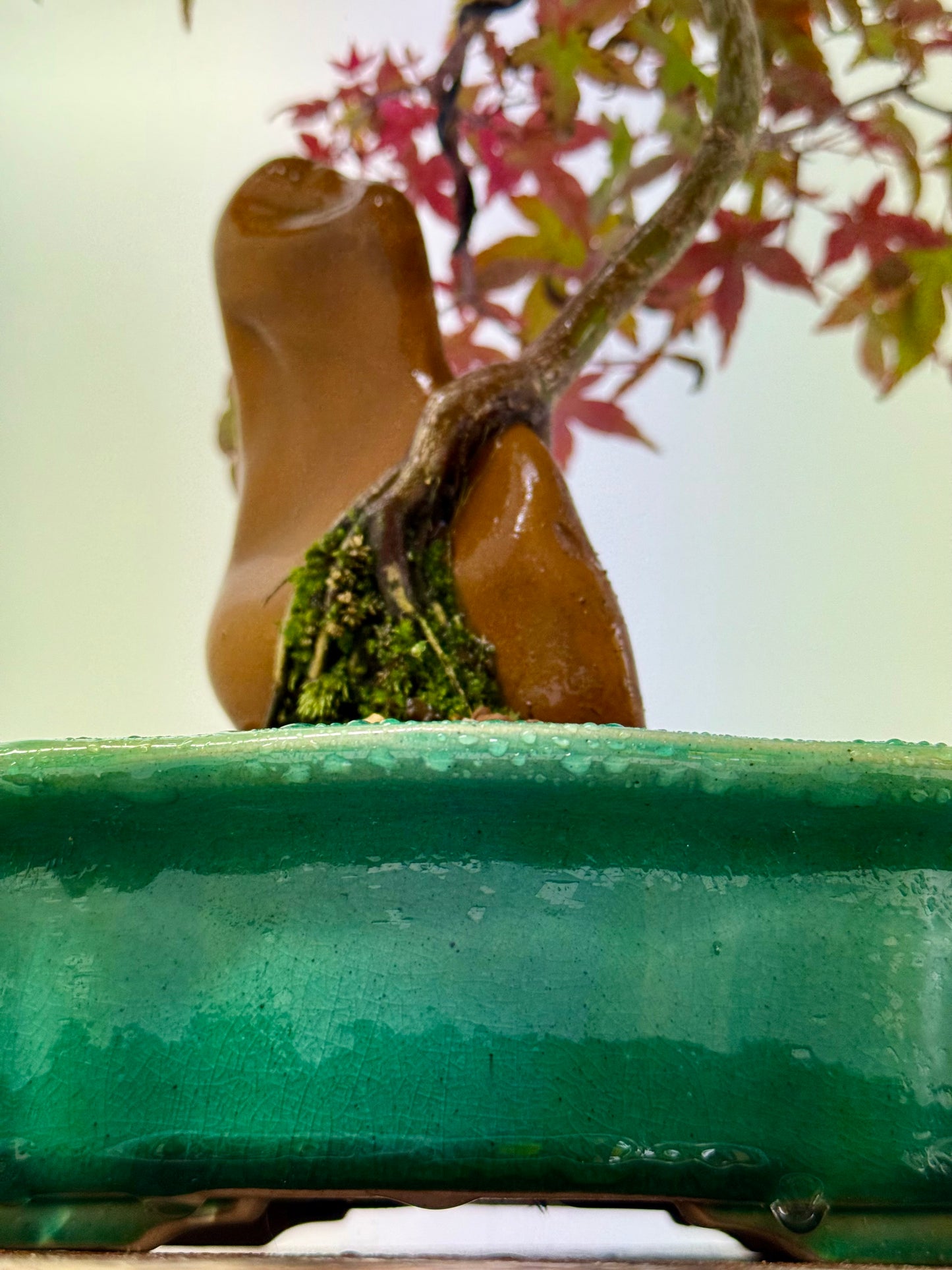 Deshojo Maple on Rock