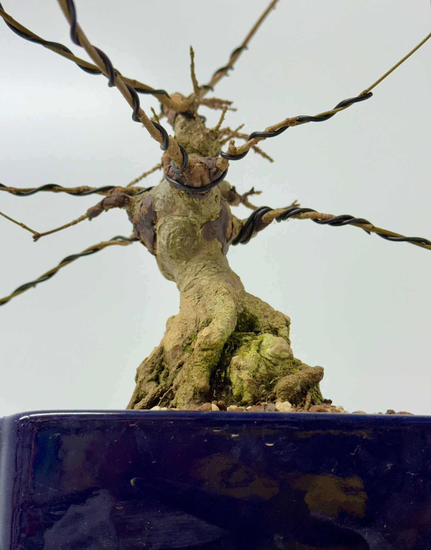 Trident maple on rock