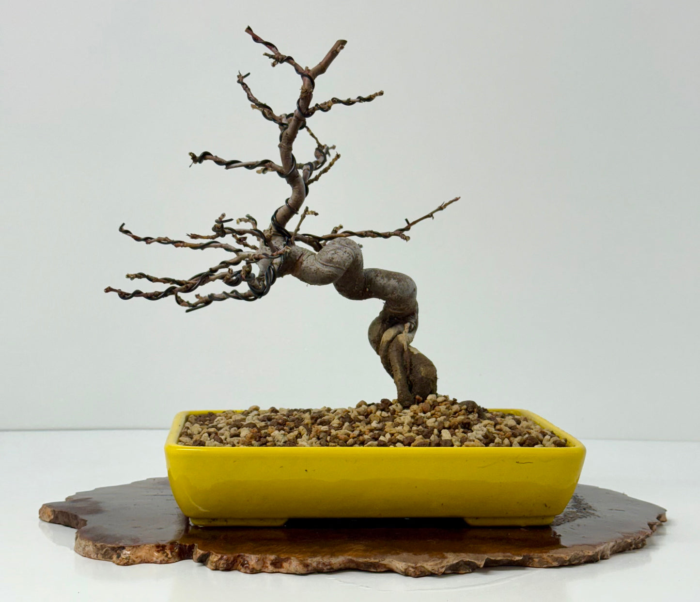 Chinese Quince