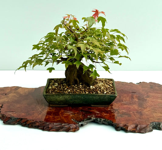 Trident Maple Root Over Rock Bonsai – Acer Buergerianum