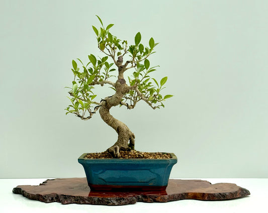 Ficus Retusa Indoor Bonsai Tree