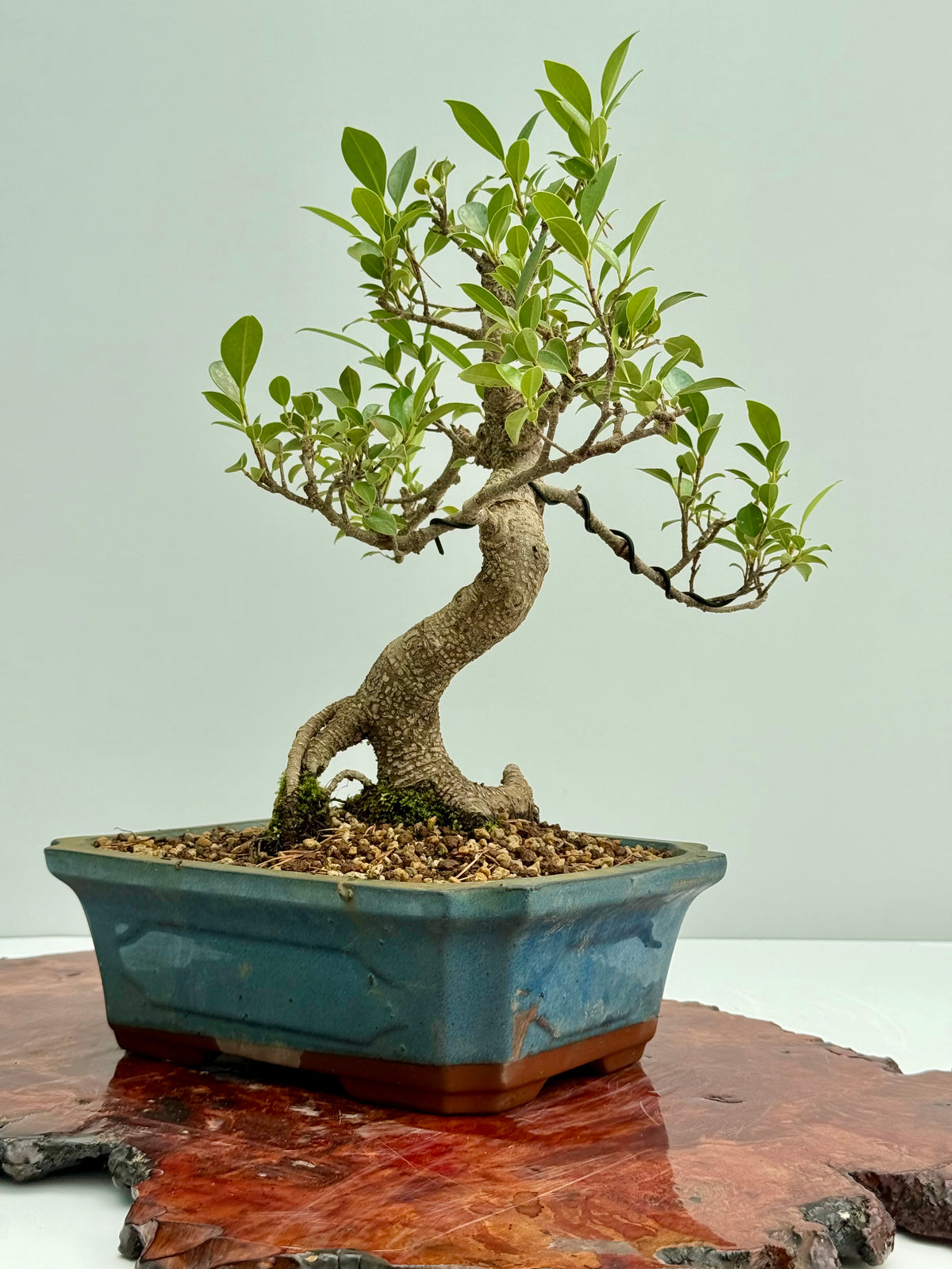 Ficus Retusa Indoor Bonsai Tree