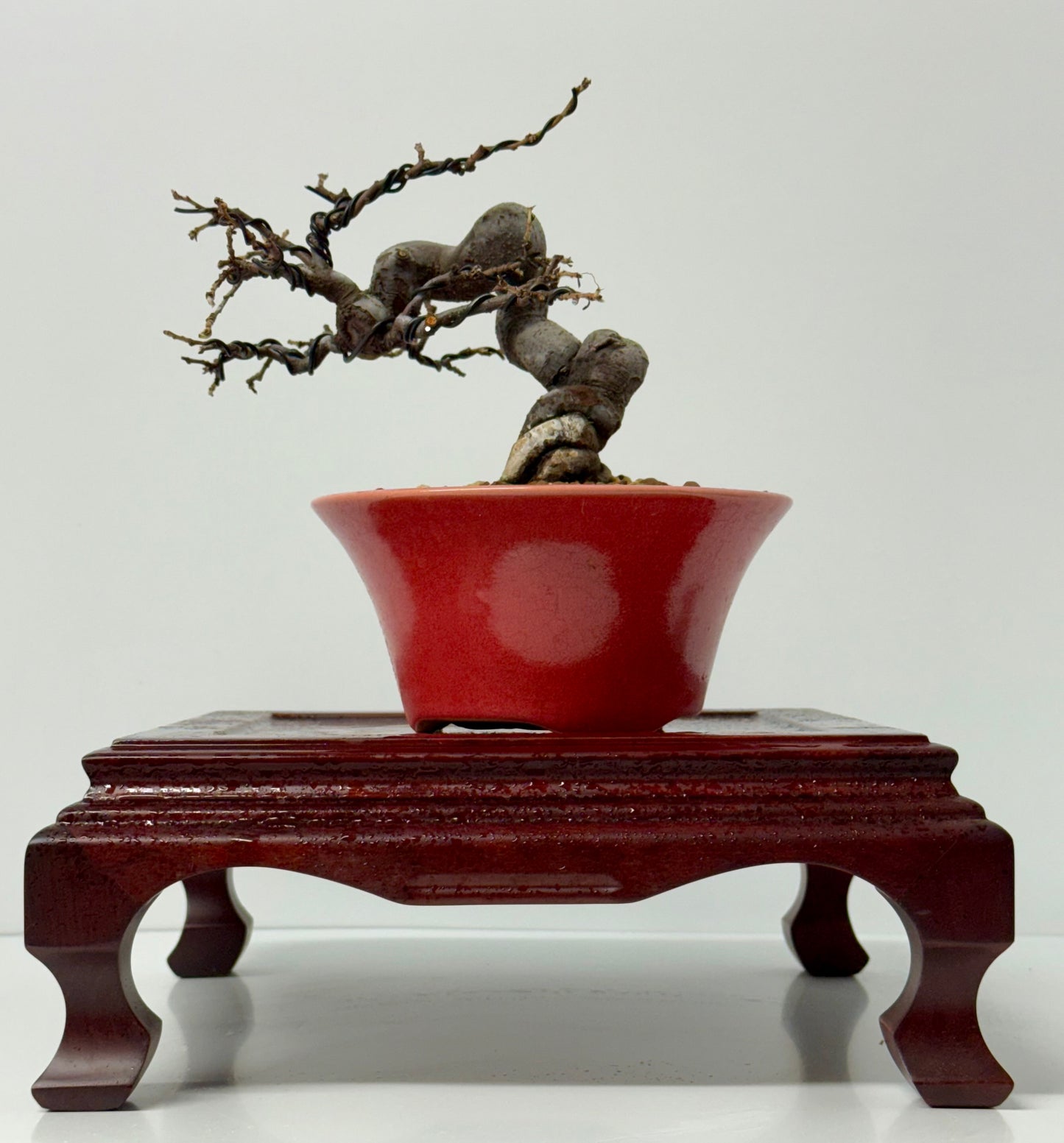 Chinese Quince