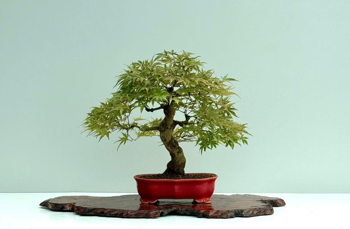Seigen Japanese Maple Bonsai Tree – Acer Palmatum