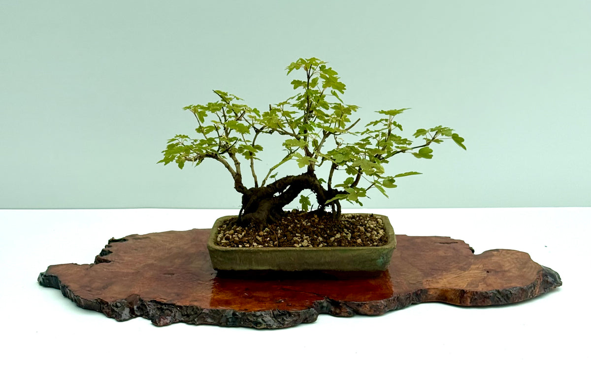 Field Maple Bonsai Tree – Mature Raft Style Acer Campestre