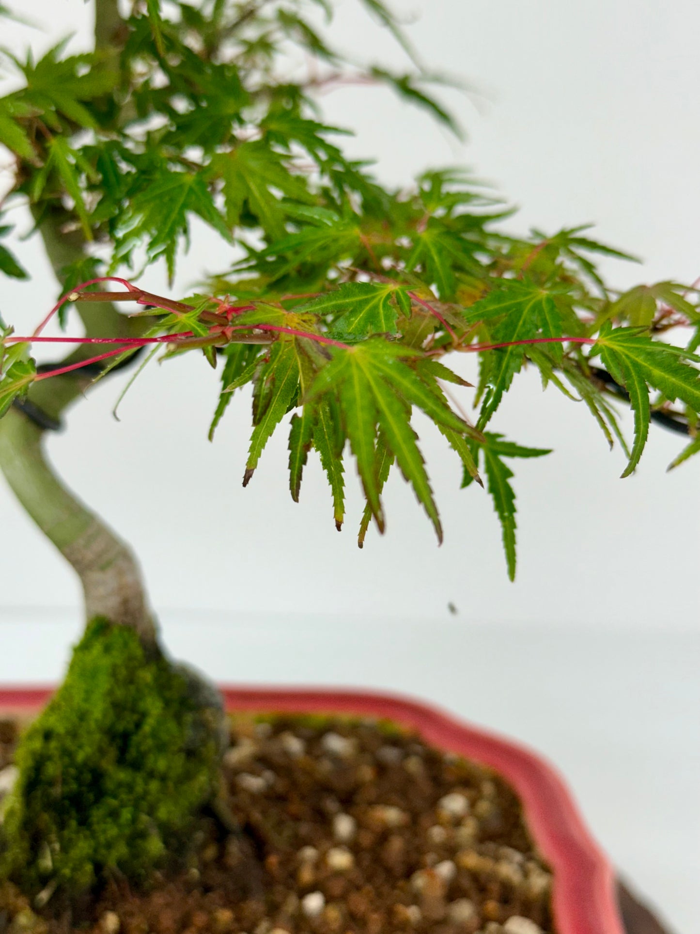 Korihime Maple On Rock