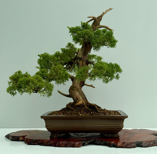Itoigawa Juniper Bonsai Tree – Specimen Japanese Juniper