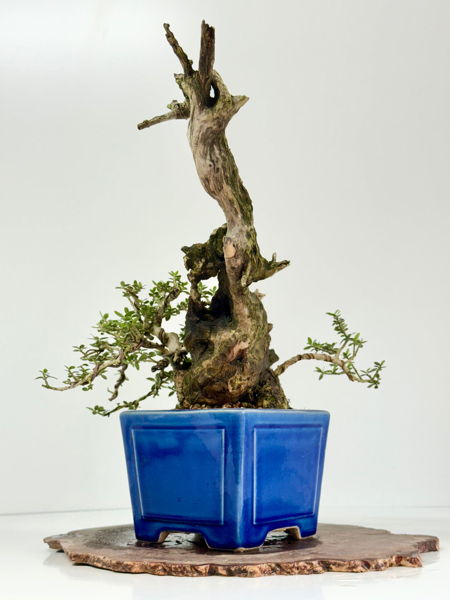 Olea Sylvestris - Olive bonsai tree 40cm