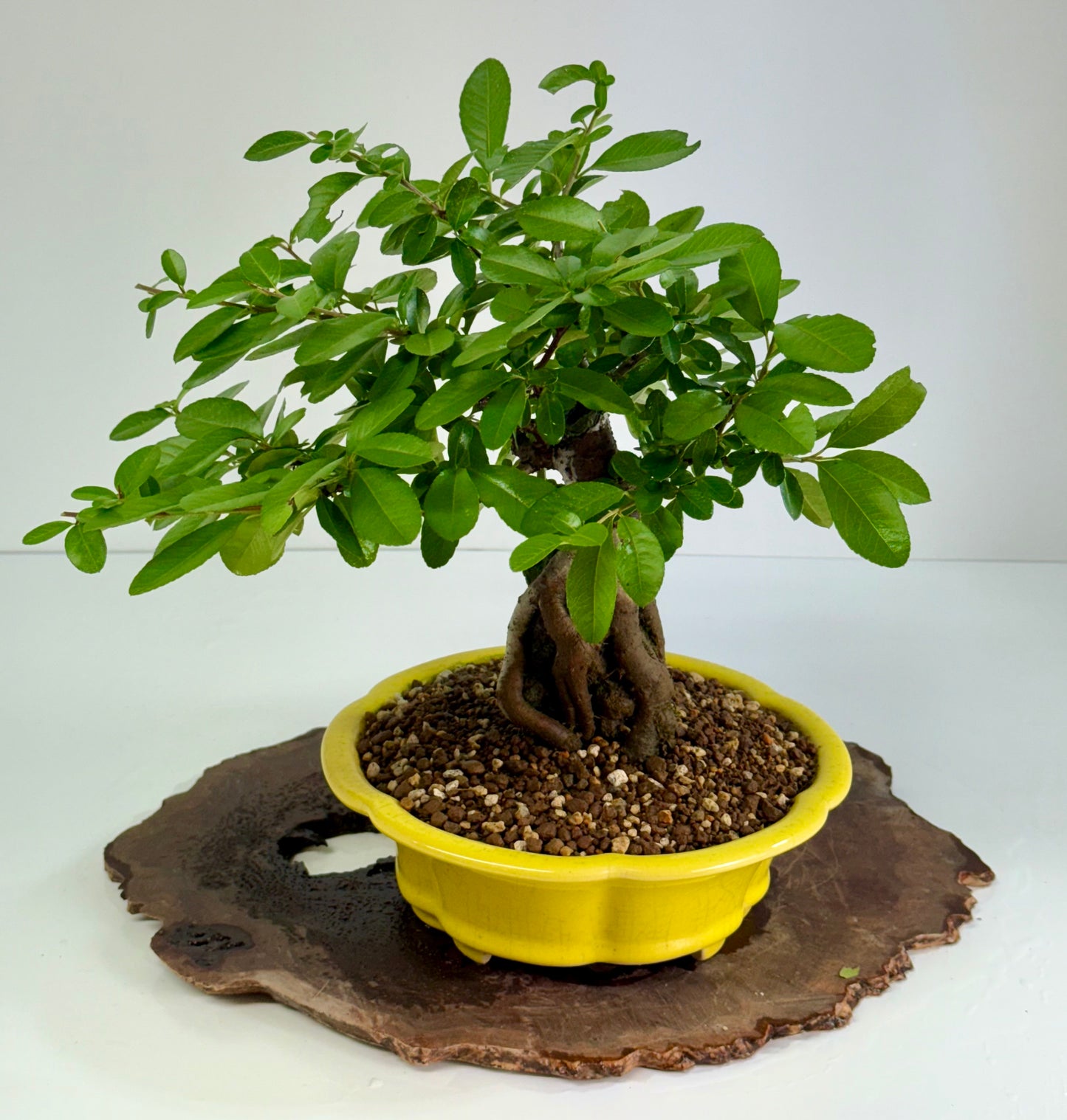 Pyracanthra on Rock flowering bonsai tree 33cm.