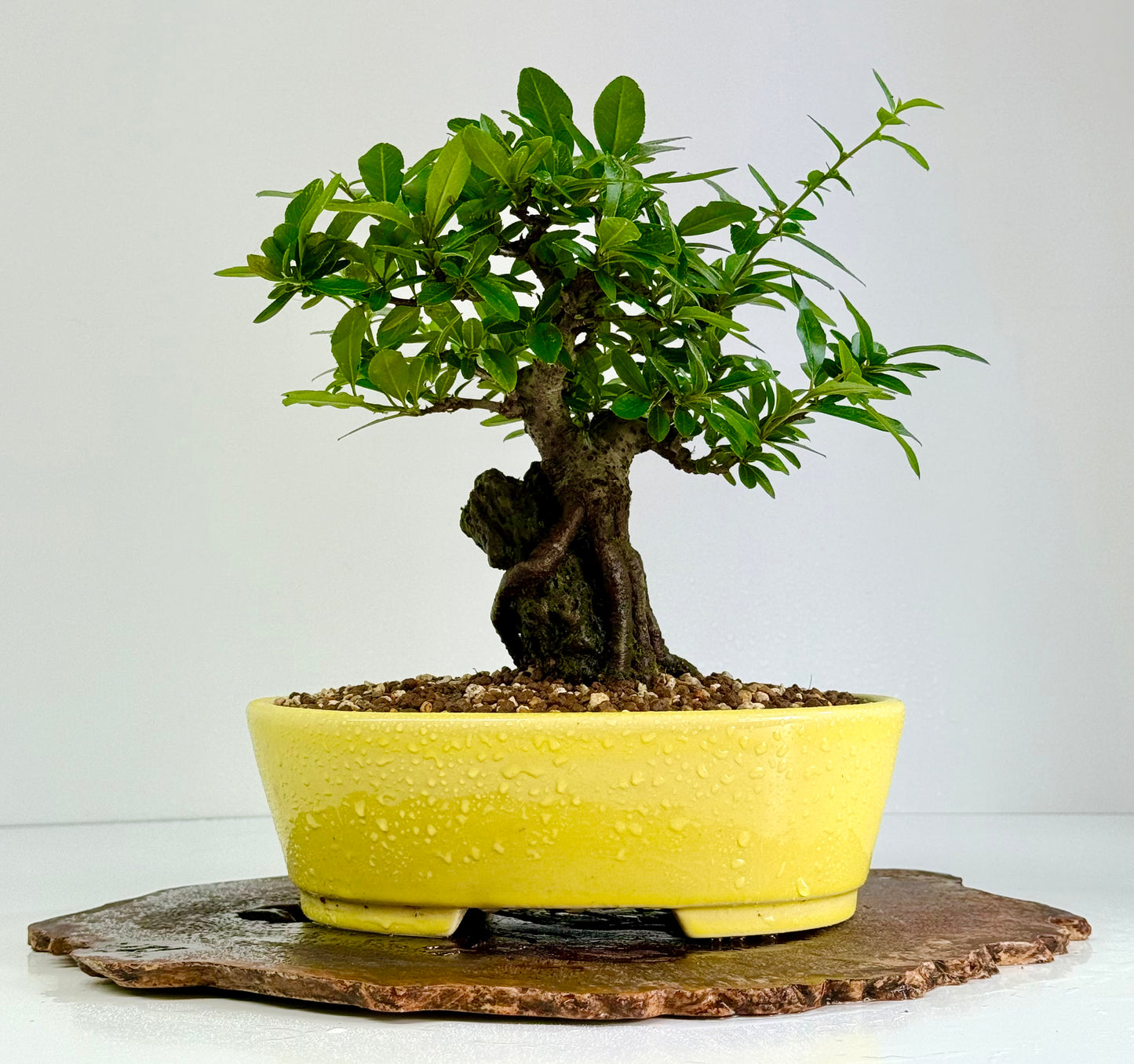Pyracanthra on Rock flowering bonsai tree 29cm.