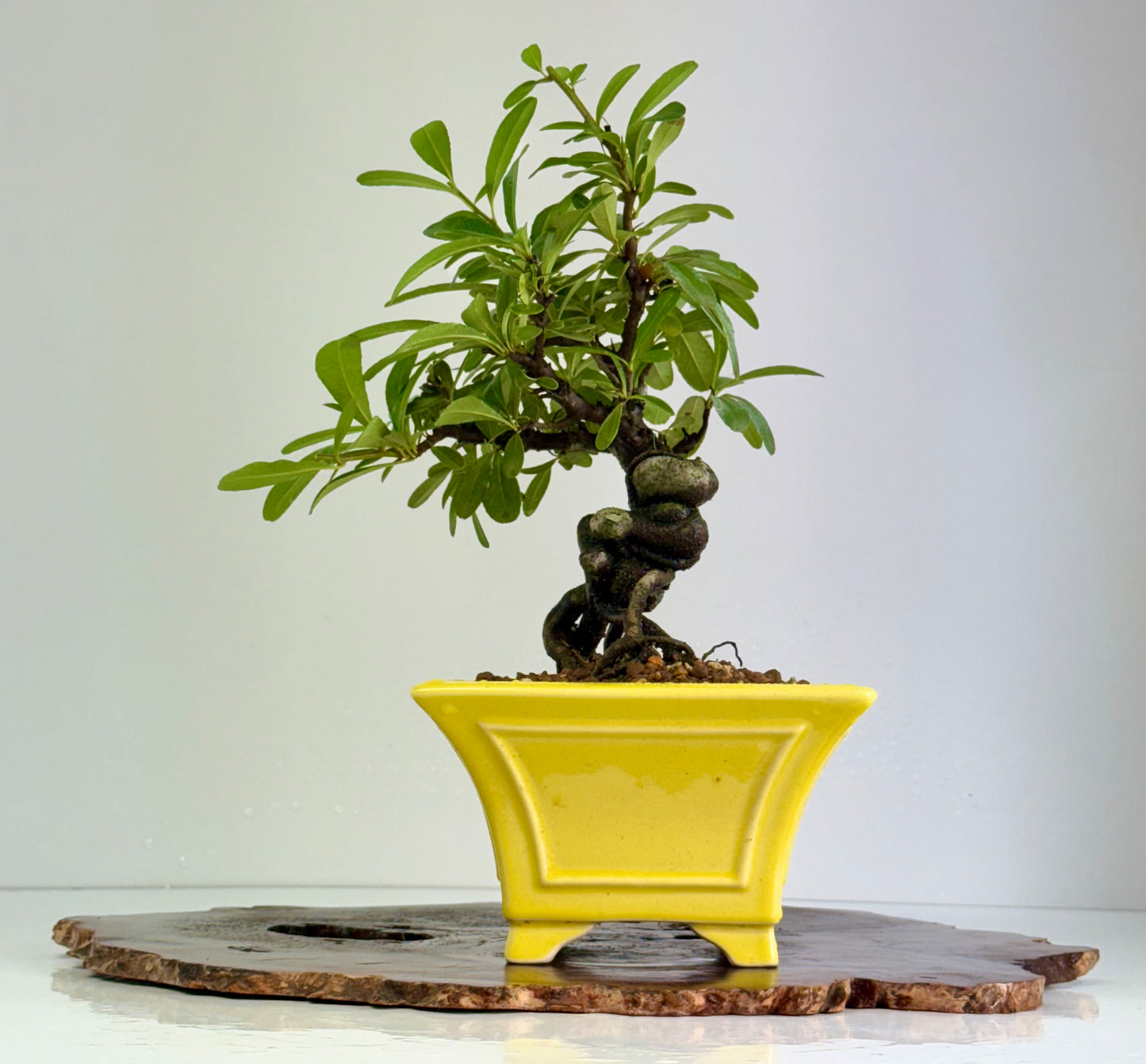 Pyracantha Bonsai Tree – Firethorn Bonsai in Chinese Yixing Pot 30cm
