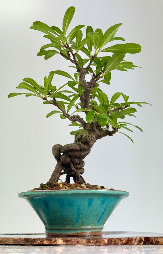 Pyracantha Bonsai Tree – Firethorn Bonsai in Chinese Yixing Pot 30