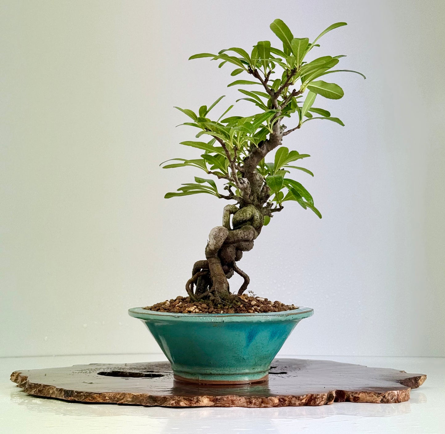 Pyracantha Bonsai Tree – Firethorn Bonsai in Chinese Yixing Pot 30