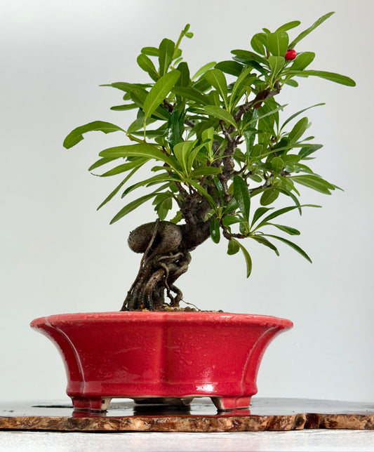 Pyracantha Bonsai Tree – Firethorn Bonsai in Chinese Yixing Pot 30 (Copy)
