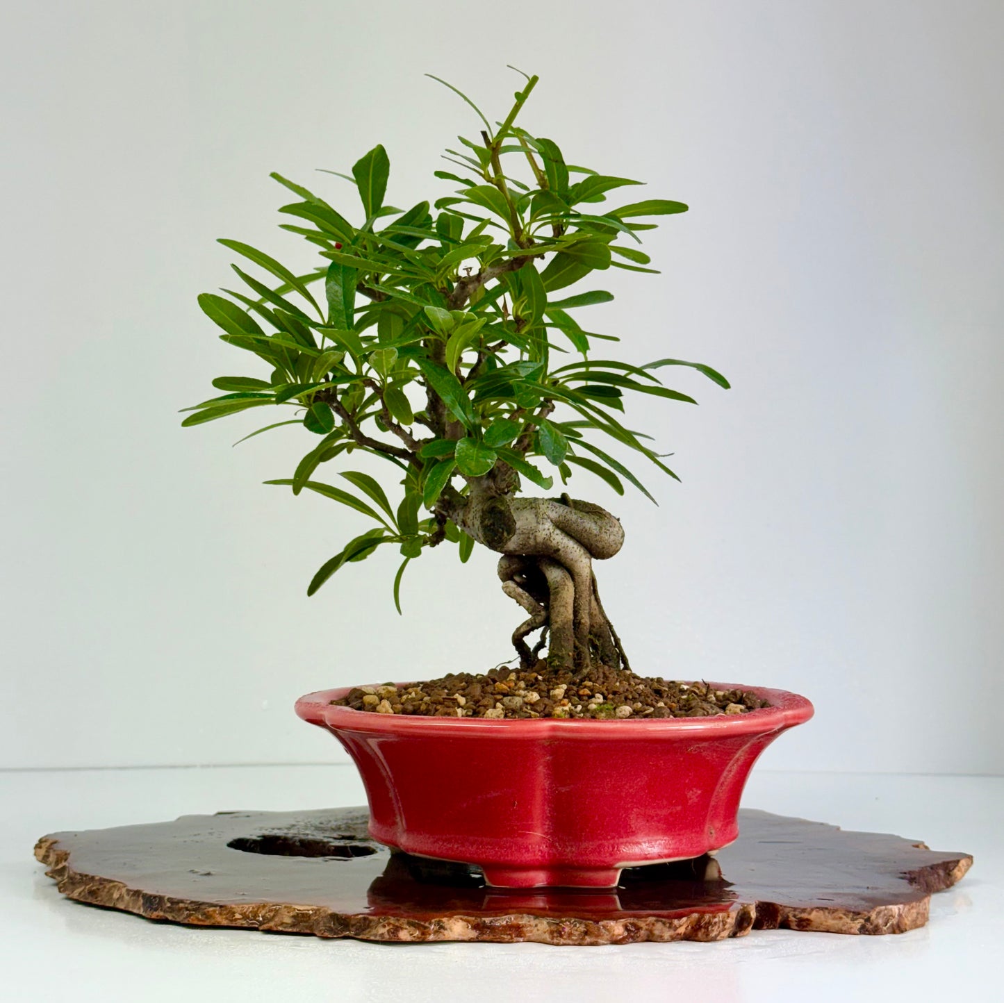 Pyracantha Bonsai Tree – Firethorn Bonsai in Chinese Yixing Pot 30 (Copy)