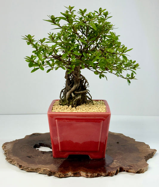 Exposed Root flowering Satsuki Azalea bonsai tree 33cm