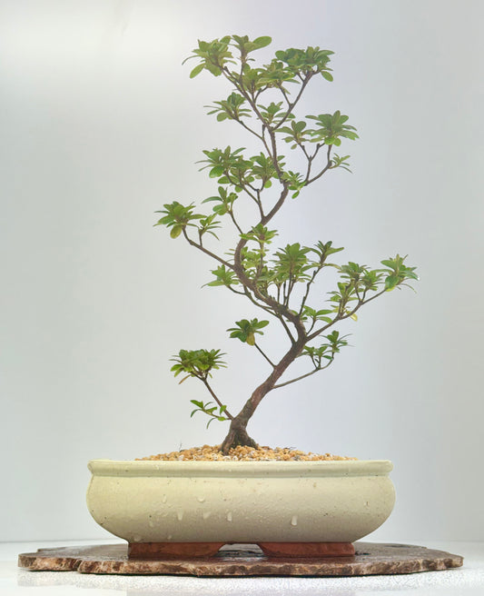 Satsuki Azalea Bonsai Tree – 40cm Flowering Bonsai