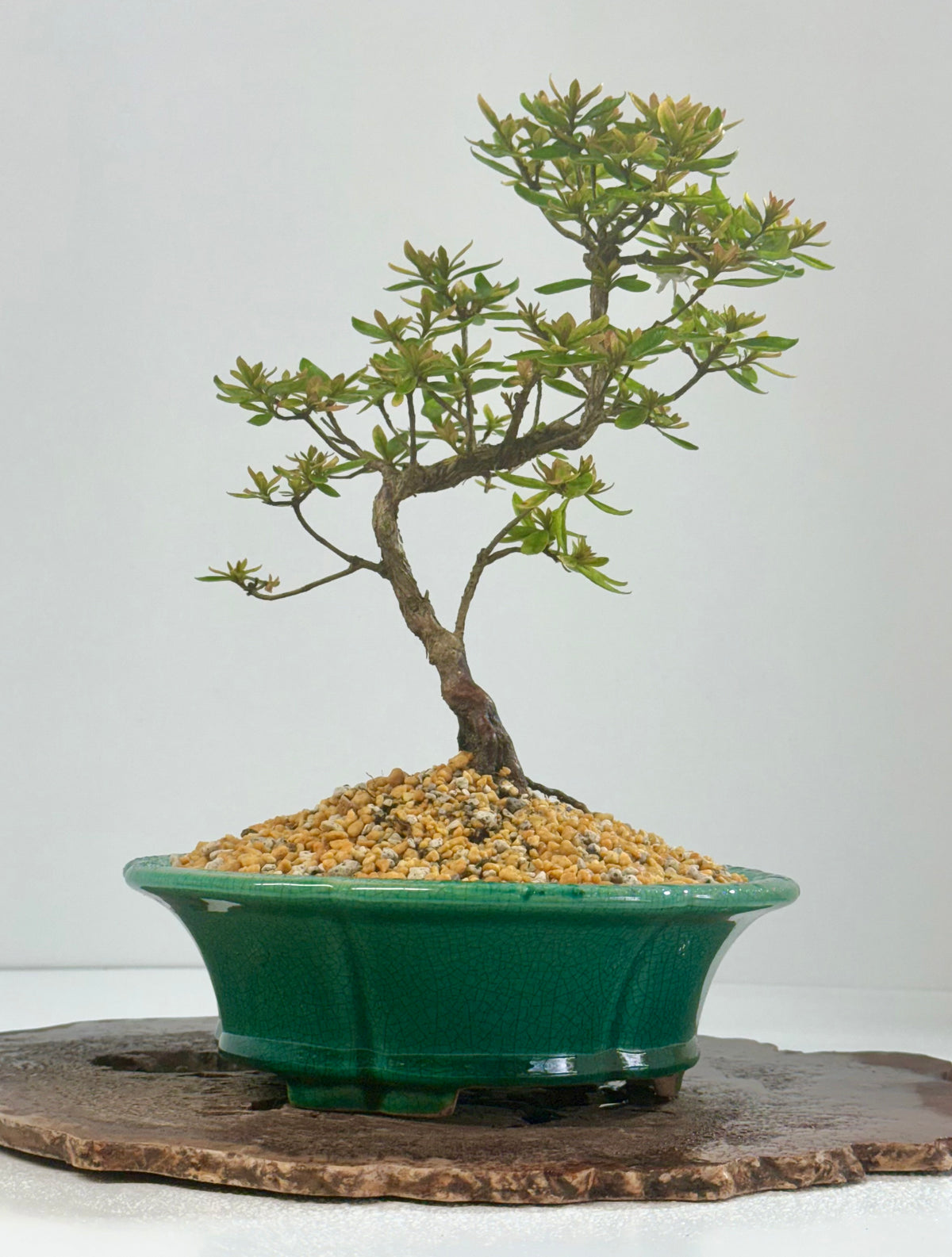 Satsuki Azalea Bonsai Tree – 32cm in Yixing Pot