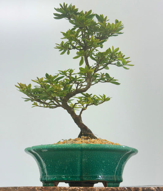Satsuki Azalea Bonsai Tree – 34cm in Yixing Pot