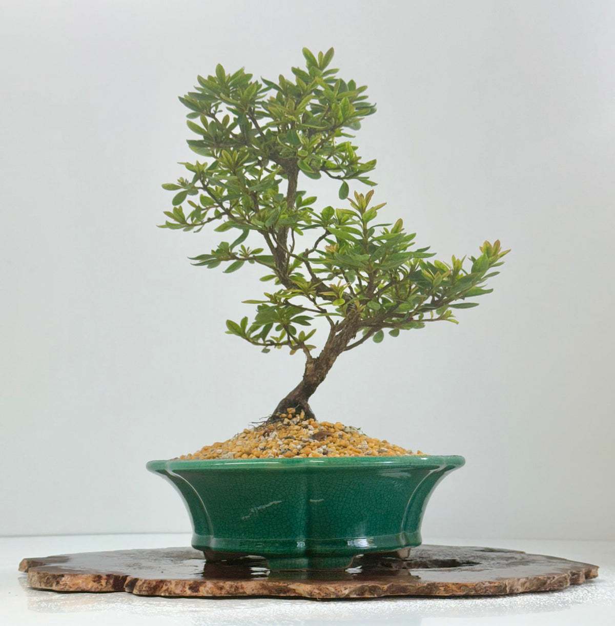 Satsuki Azalea Bonsai Tree – 34cm in Yixing Pot