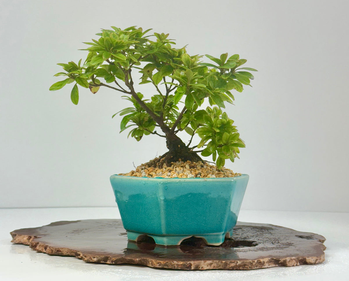 Satsuki Azalea Bonsai Tree – 24cm in Yixing Pot
