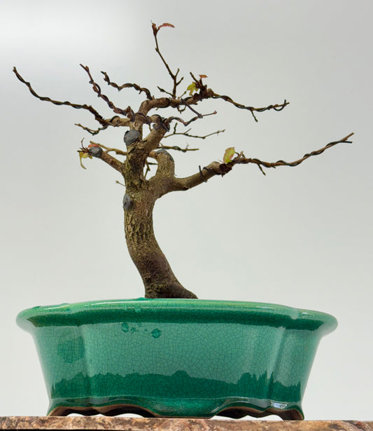 Korean Hornbeam Bonsai Tree - Chinese Yixing Pot - 31 cm