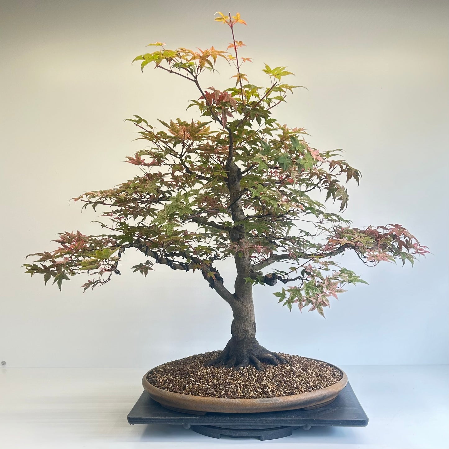 Deshojo Maple.