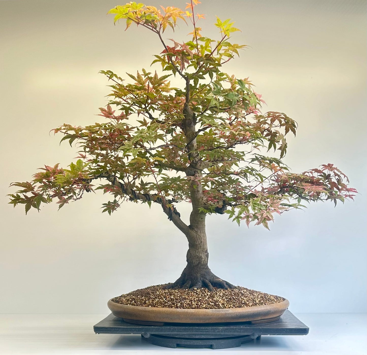 Deshojo Maple.