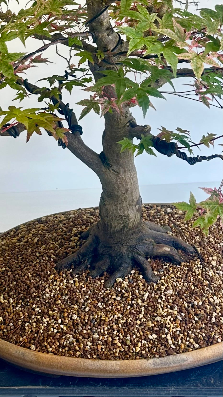 Deshojo Maple.