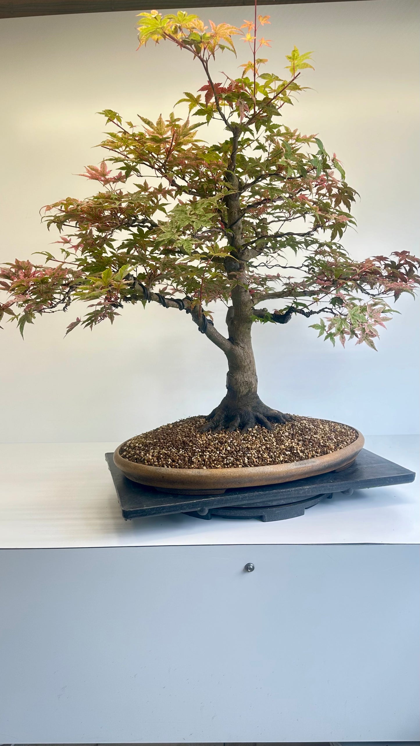 Deshojo Maple.