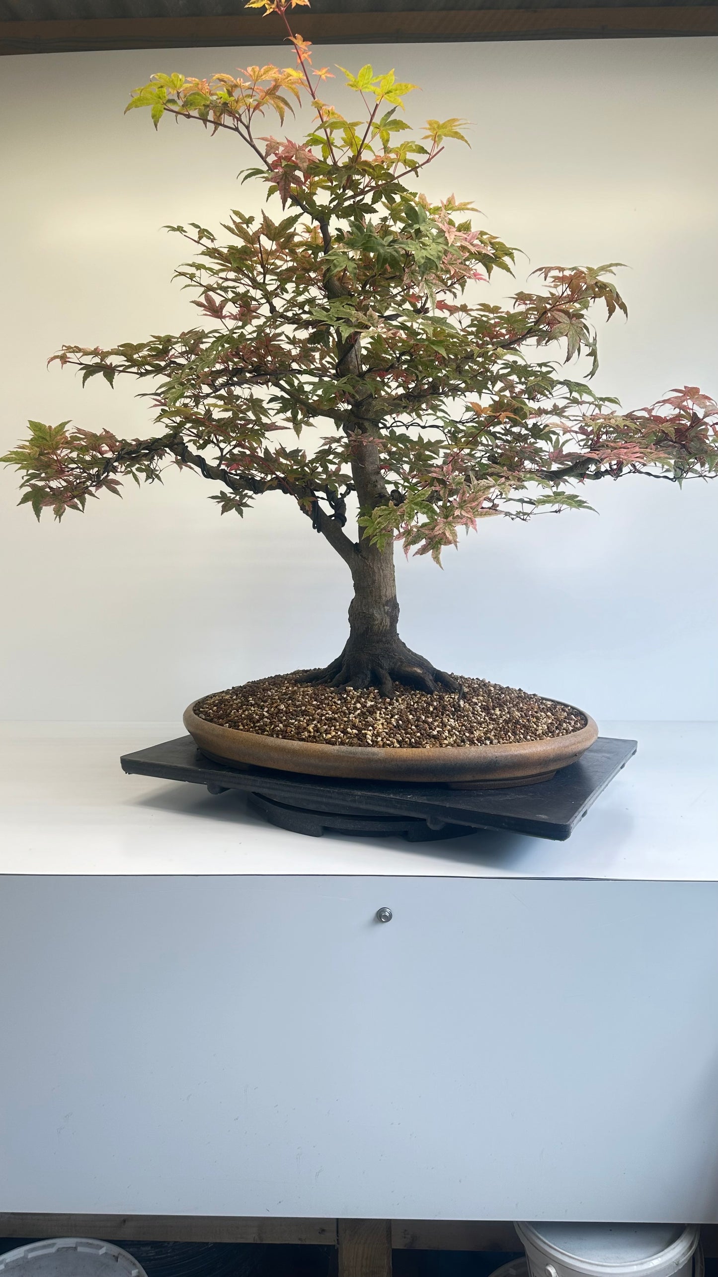 Deshojo Maple.