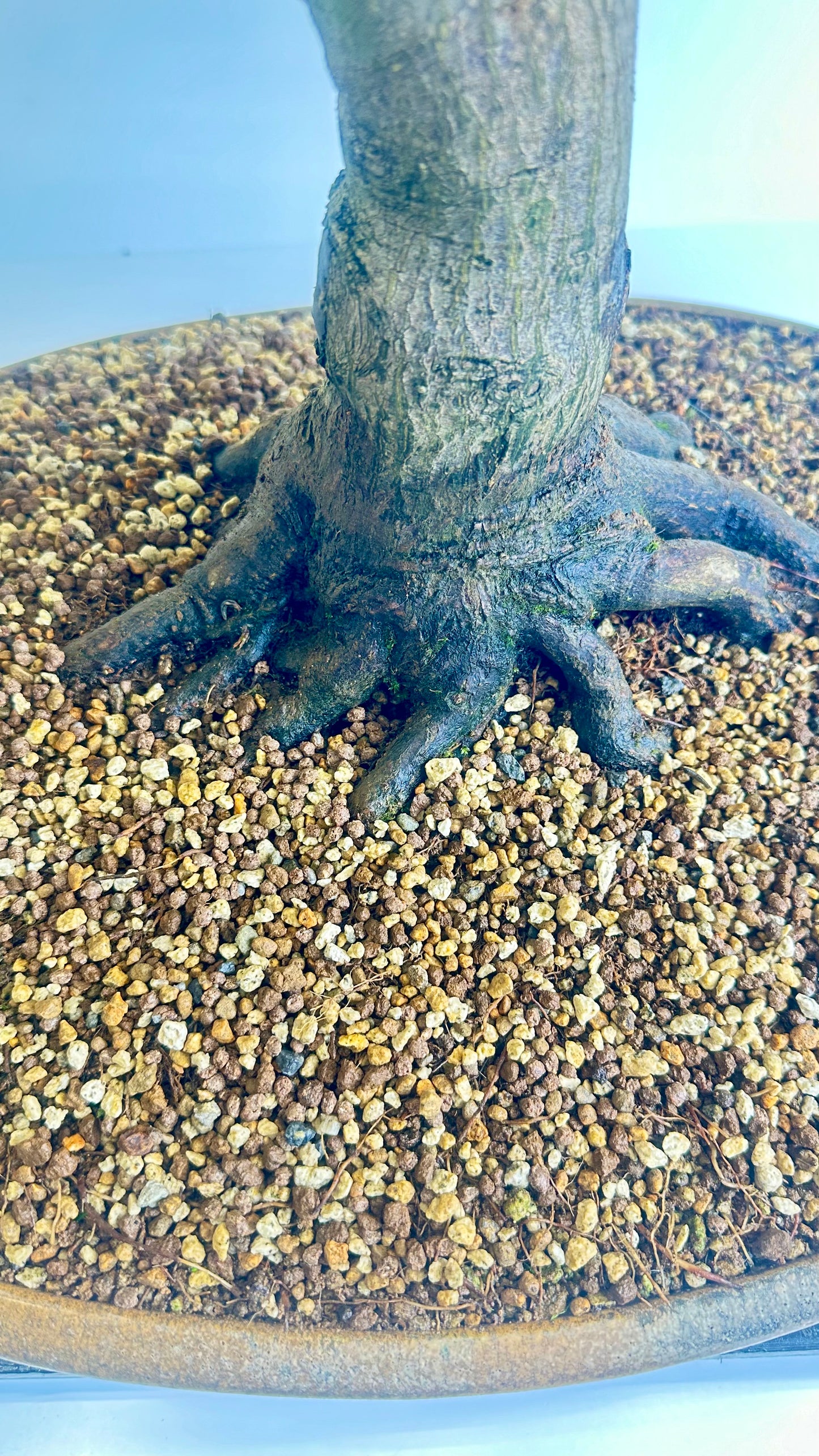 Deshojo Maple.