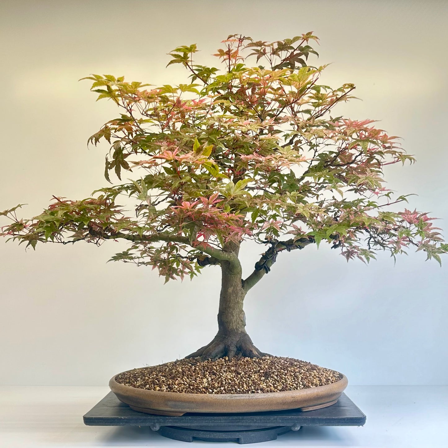 Deshojo Maple.