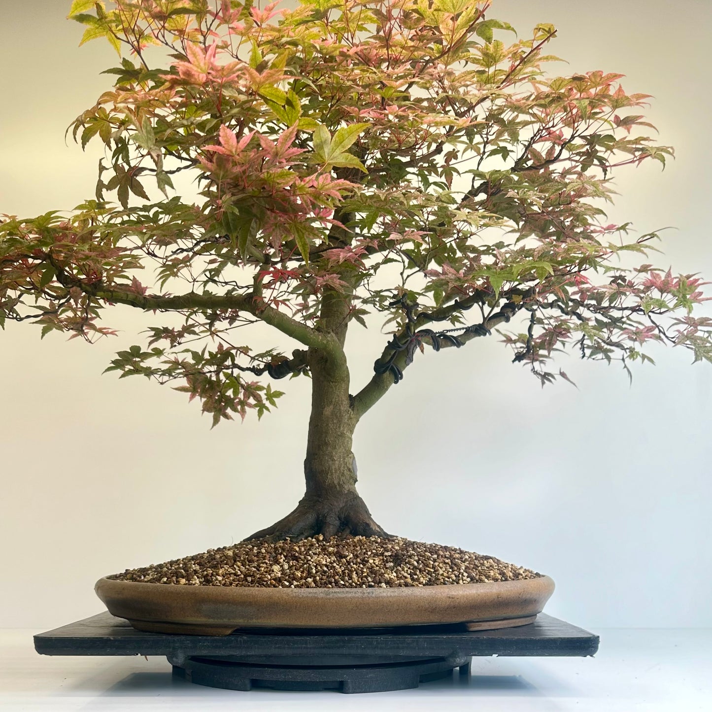 Deshojo Maple.