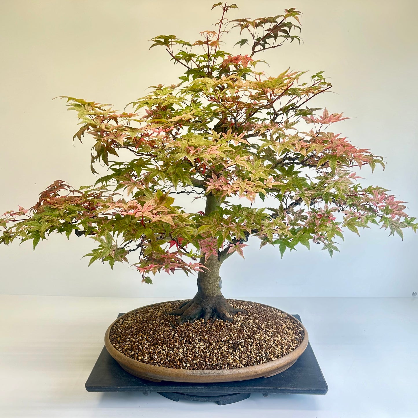 Deshojo Maple.