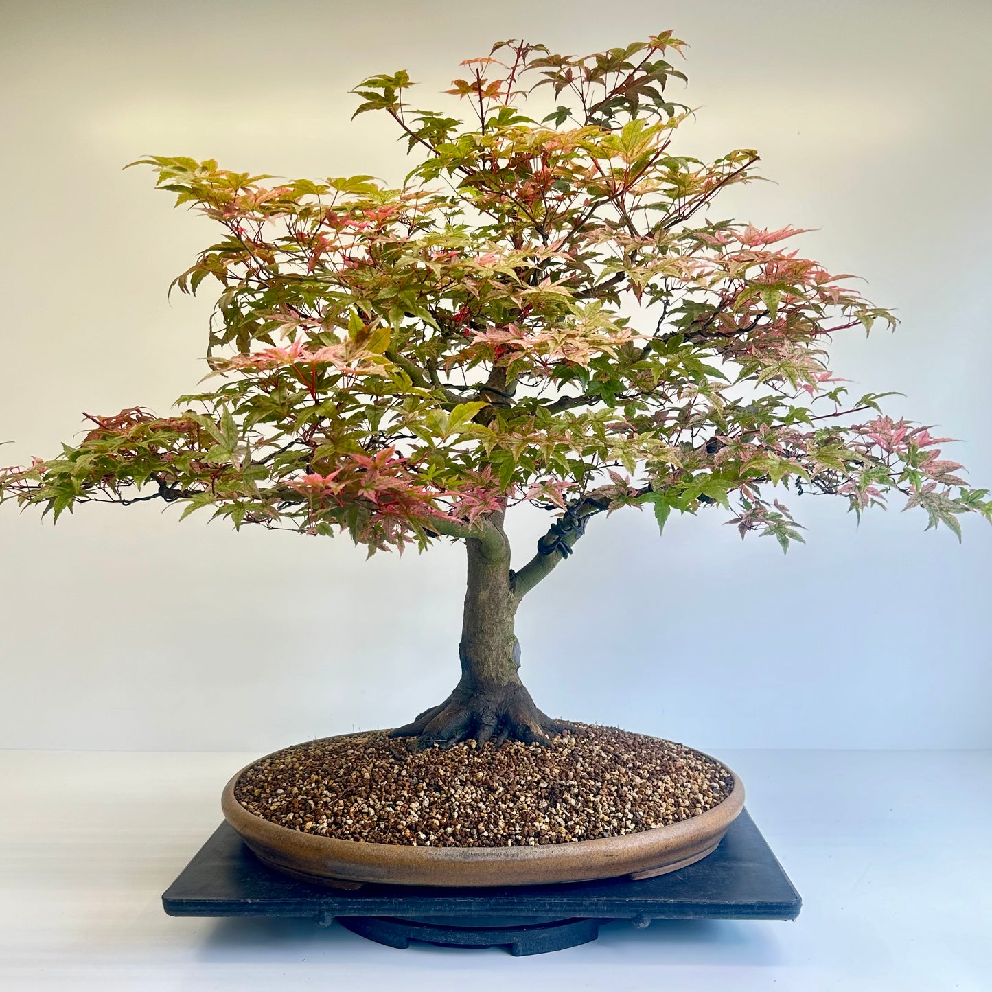 Deshojo Maple.