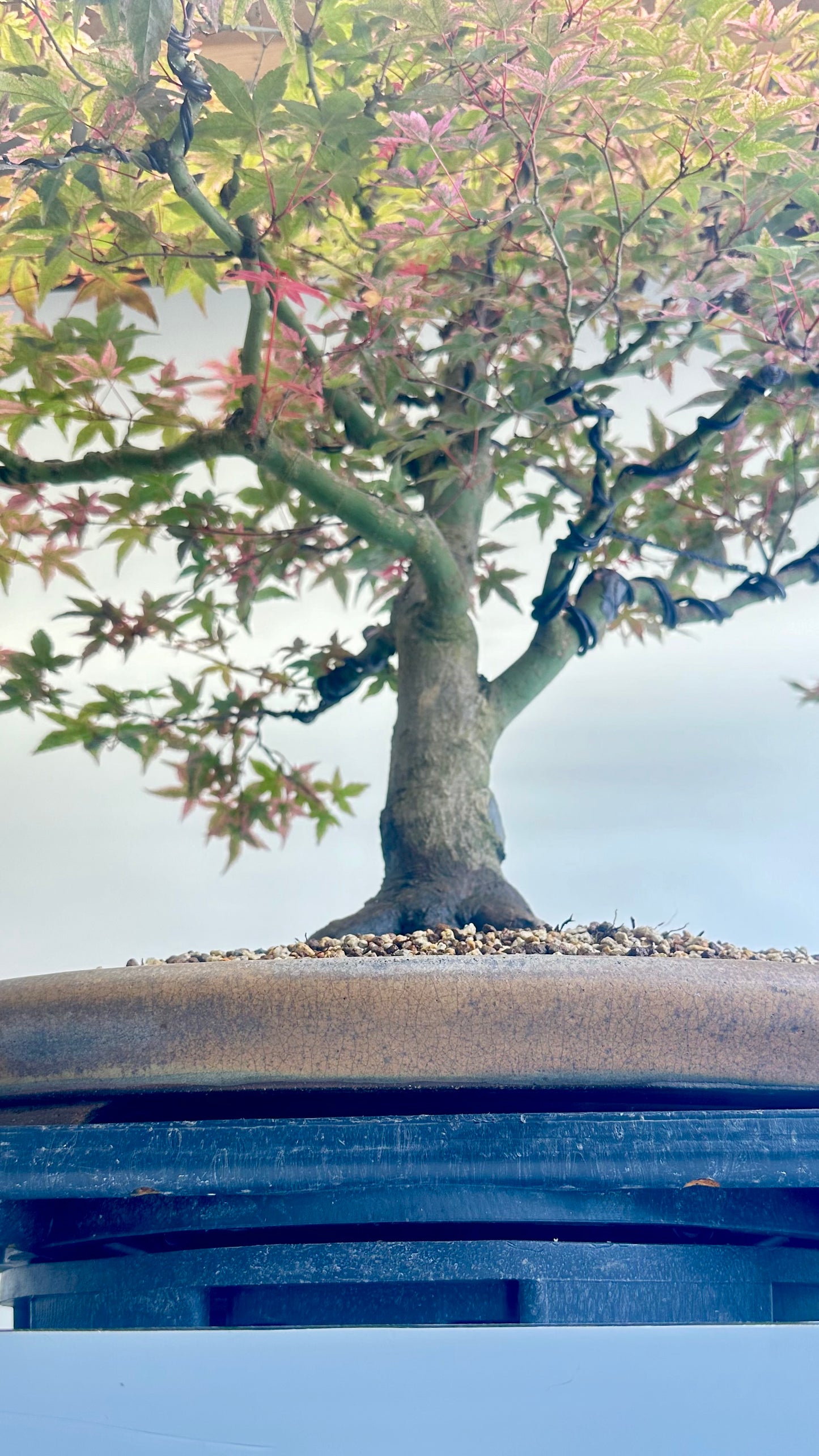 Deshojo Maple.