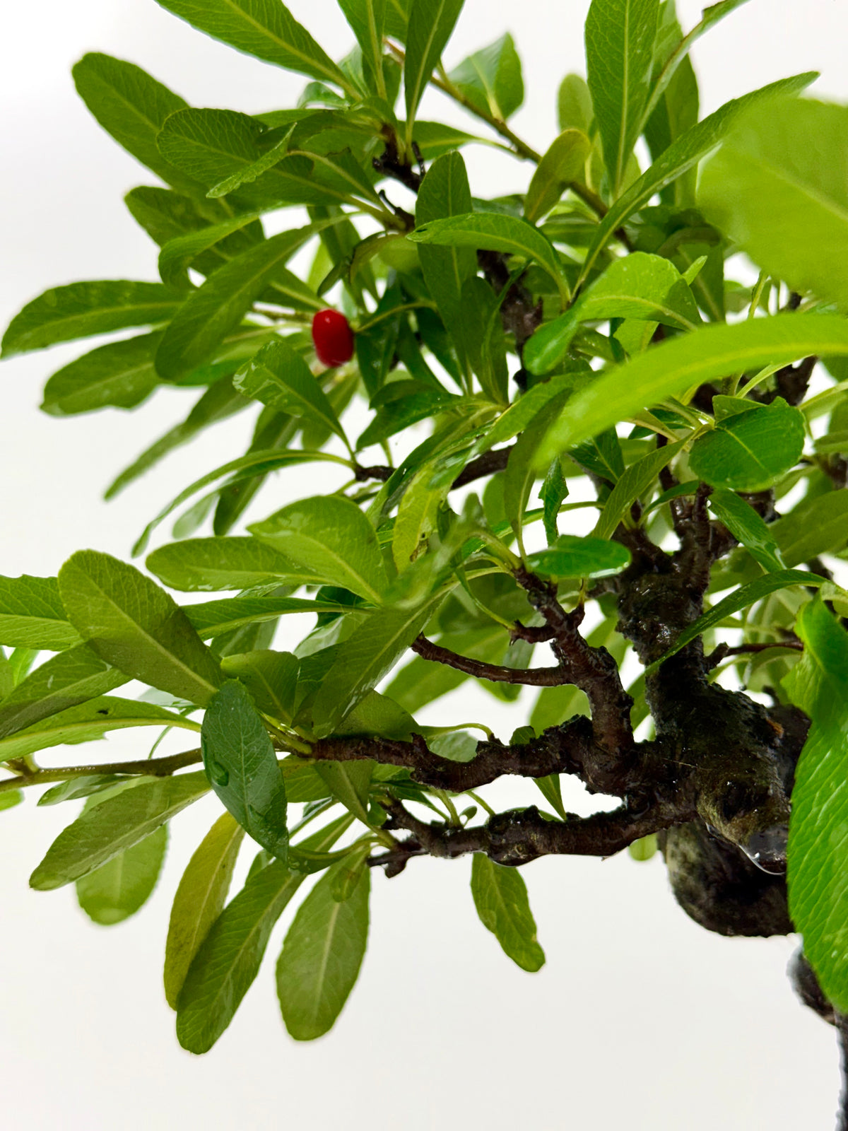 Pyracantha Bonsai Tree – Firethorn Bonsai in Chinese Yixing Pot 31 cm