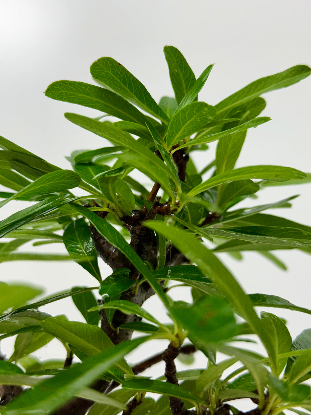 Pyracantha Bonsai Tree – Firethorn Bonsai in Chinese Yixing Pot 34 cm