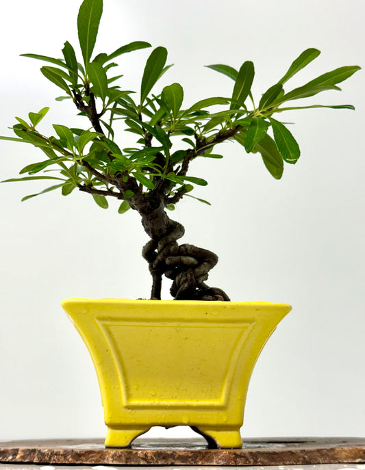 Pyracantha Bonsai Tree – Firethorn Bonsai in Chinese Yixing Pot 31 cm