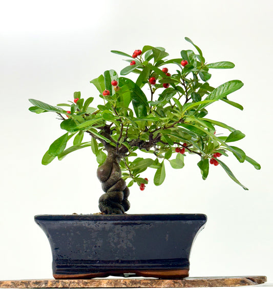 Pyracantha Bonsai Tree – Firethorn Bonsai in Chinese Pot 30 cm