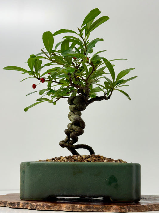Pyracantha Bonsai Tree – Firethorn Bonsai in Chinese Yixing Pot 32 cm