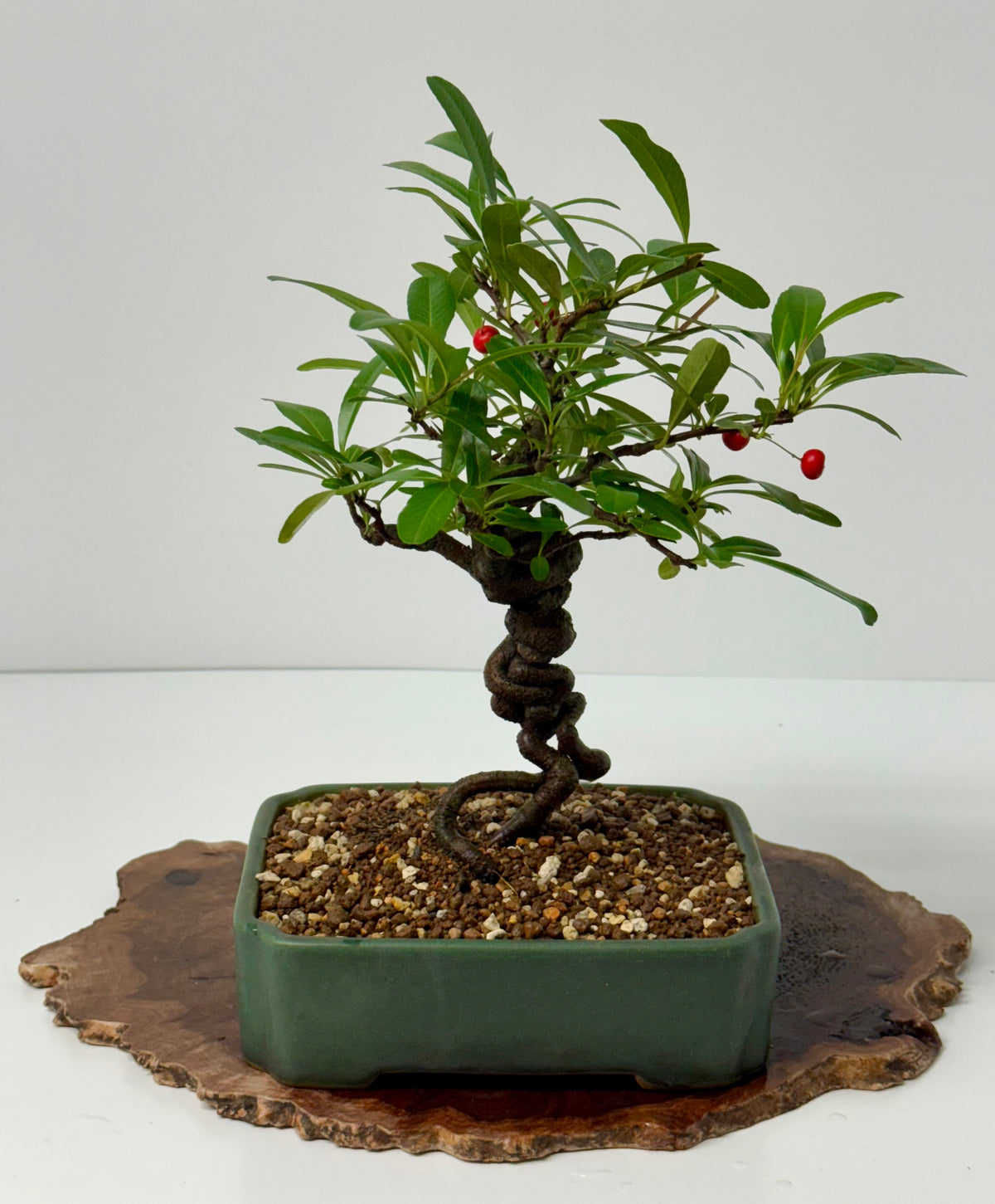 Pyracantha Bonsai Tree – Firethorn Bonsai in Chinese Yixing Pot 32 cm