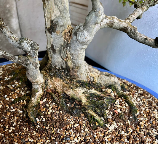When Should You Repot a Bonsai Tree in the UK? A Complete Guide